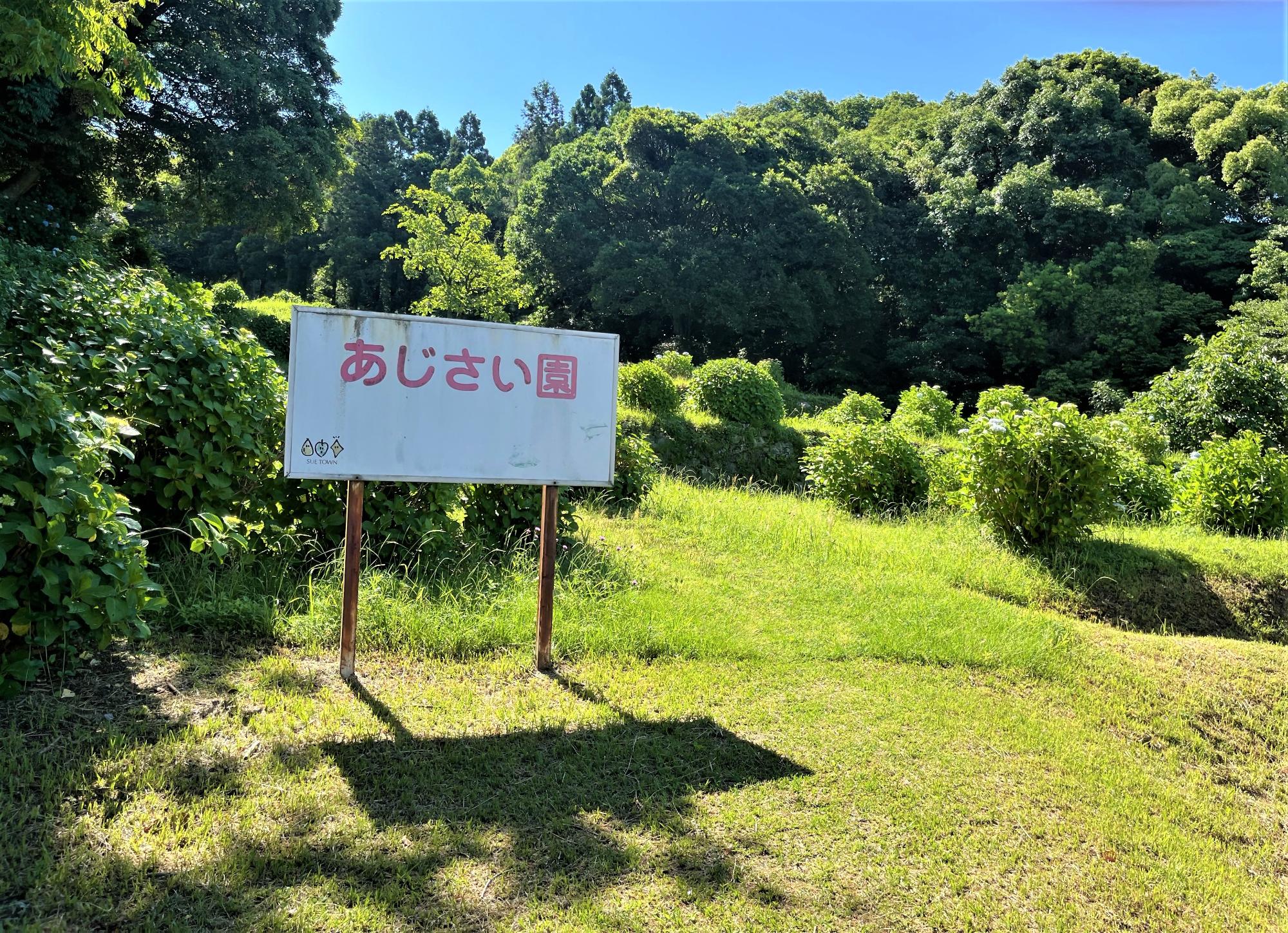 あじさい