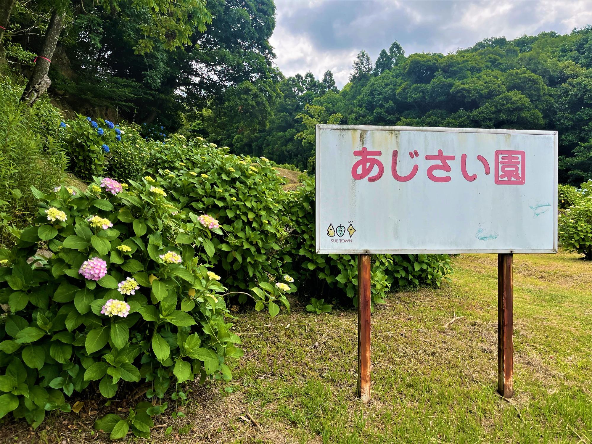 あじさい1