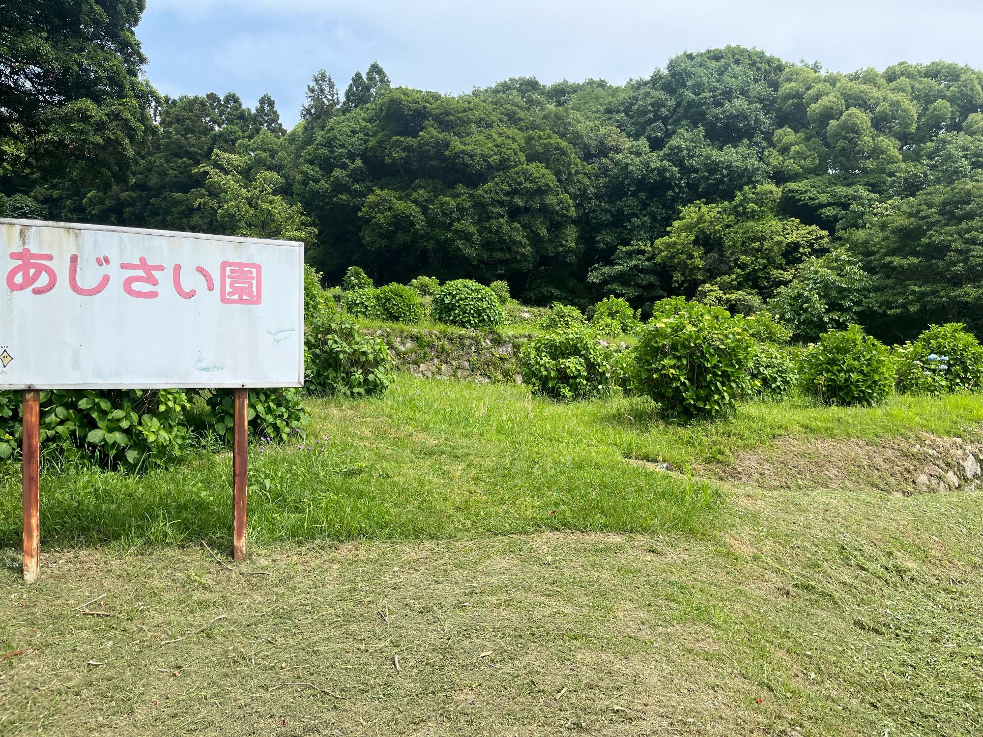 あじさい園0524
