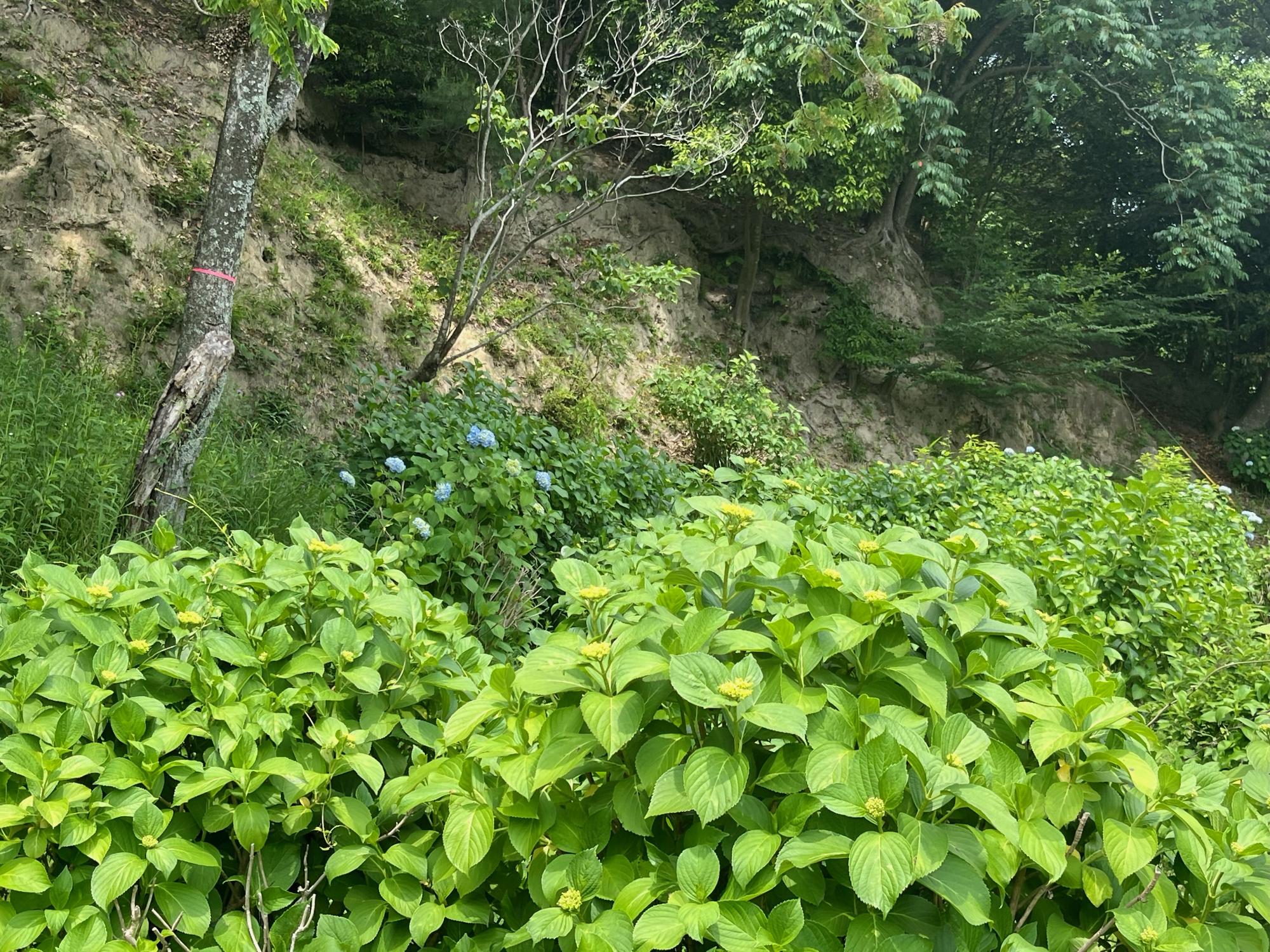 あじさい園0605243