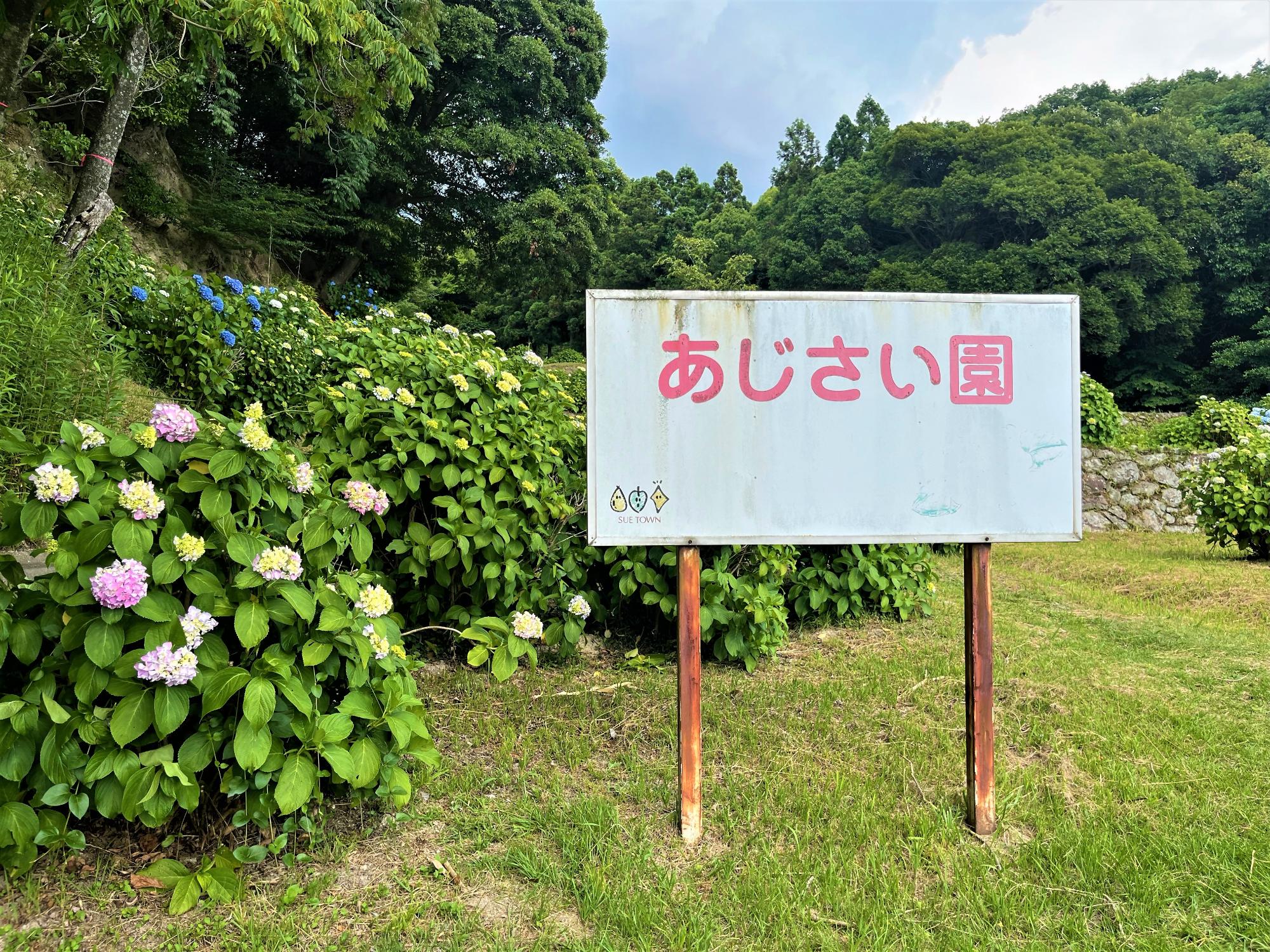 あじさい1