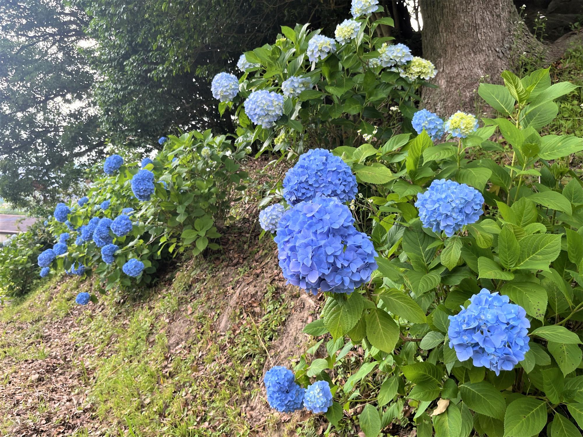 あじさい5