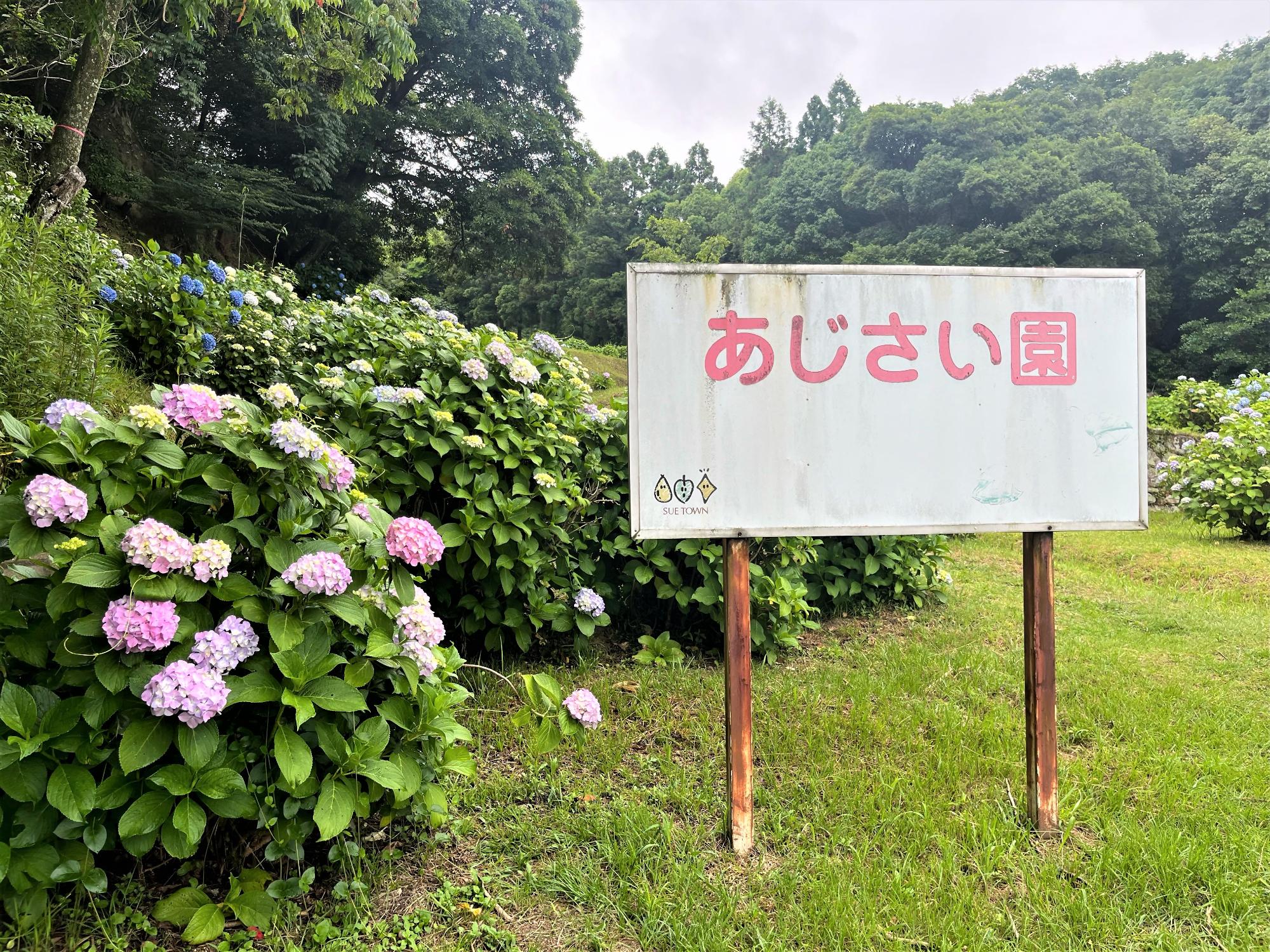 あじさい1