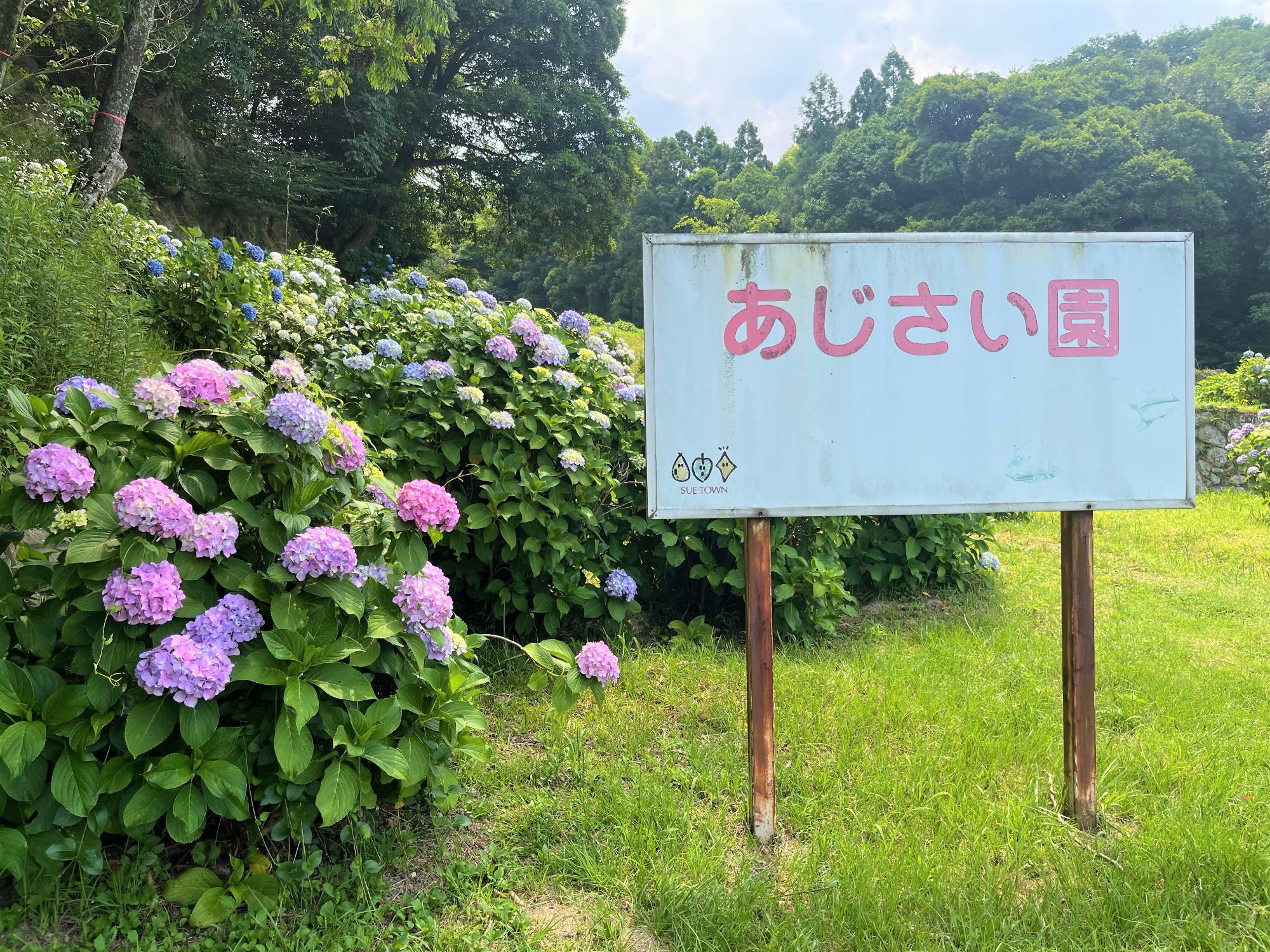 あじさい1