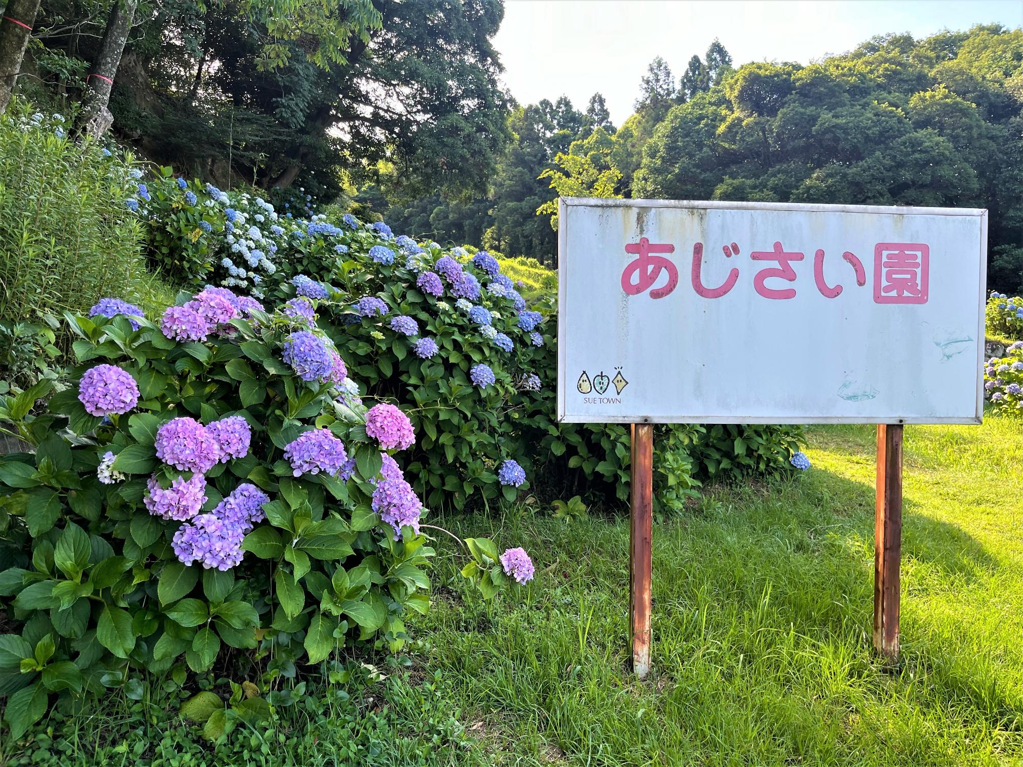 あじさい1