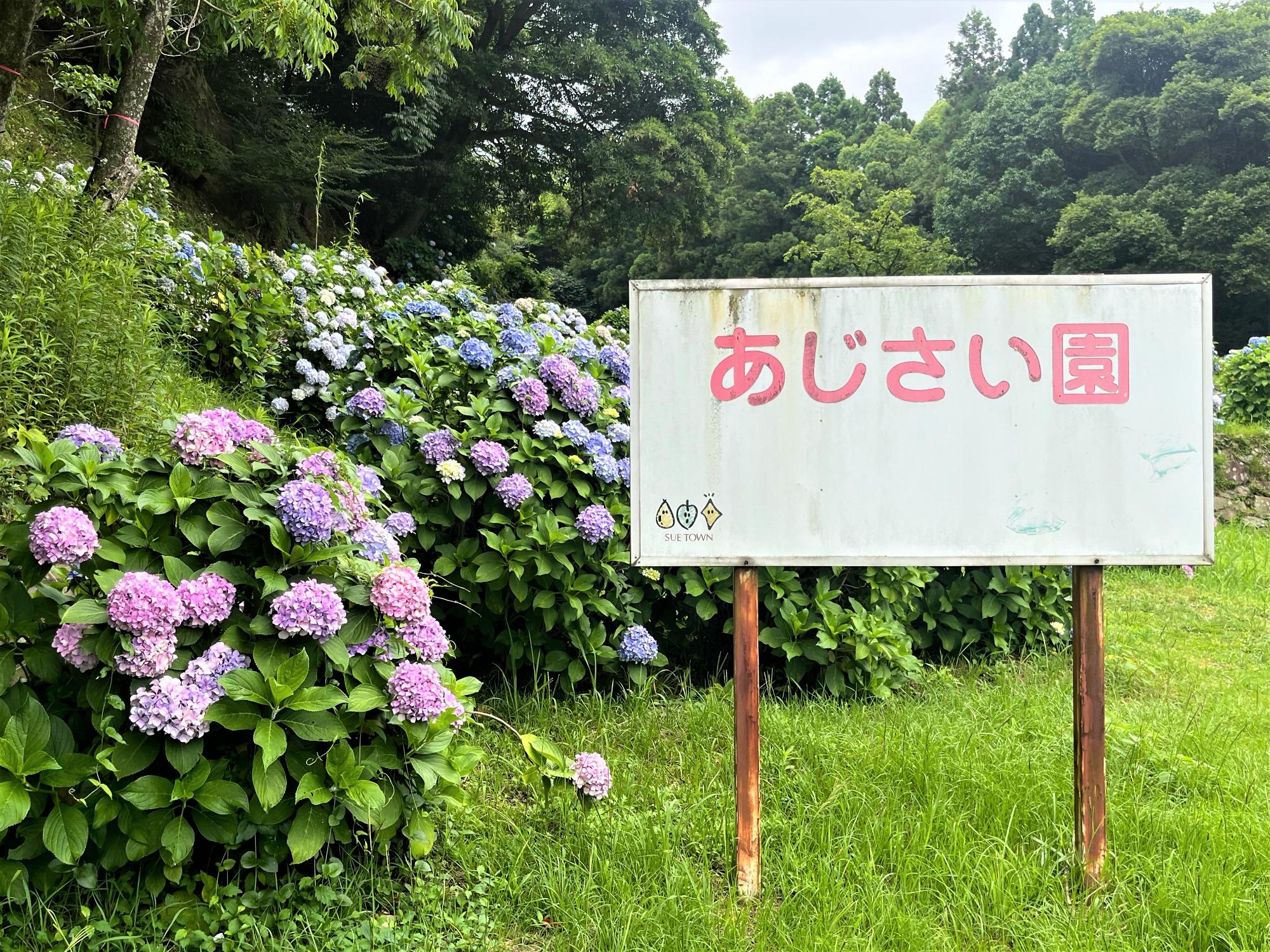あじさい1