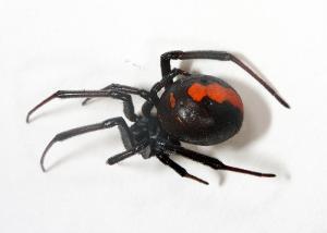 セアカゴケグモ(オス)全体の写真