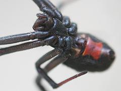 セアカゴケグモ(メス)腹面の写真