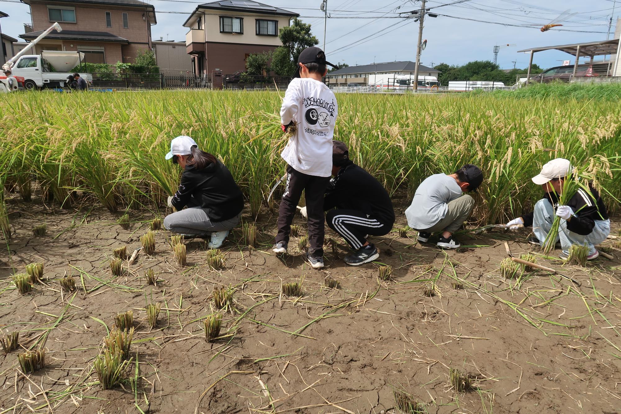 5年生 稲刈り