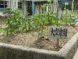 花壇に野菜が植えてある大空農園の写真