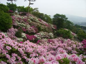 紫や薄いピンクのきれいなつつじが咲き乱れている皿山公園の写真