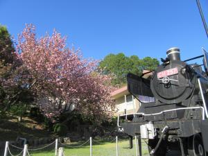 桜の横に蒸気機関車が展示されている町立歴史民俗資料館の写真