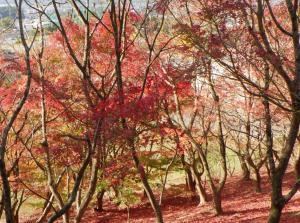 紅葉で真っ赤に色づいた樹木の写真