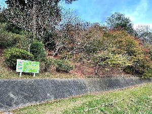 皿山公園あじさい園上の葉が落ち始めたモミジの写真