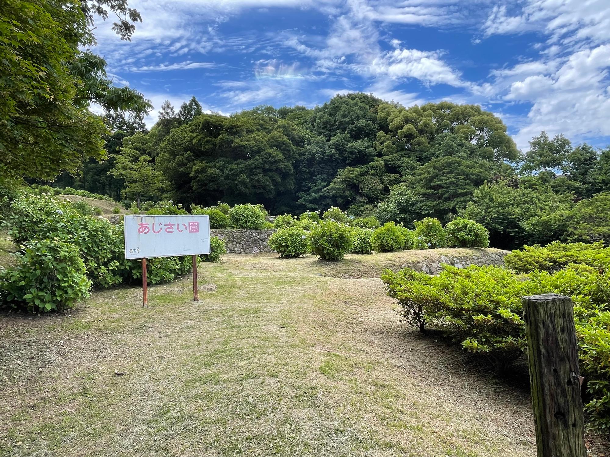 あじさい園 全体画像