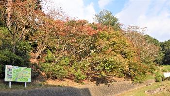 紅葉が色づき始めた皿山公園登り口の写真