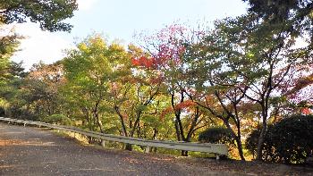 林道わきに色づき始めた紅葉が並ぶ写真