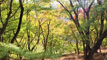 緑の葉が茂るモミジの木々の写真