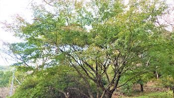 イベント広場付近の緑の葉が茂るモミジの木の写真