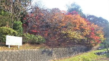 あじさい園上の紅葉したモミジの木