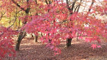 紅葉したモミジの木々