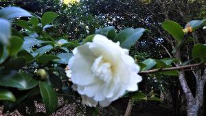白いさざんかの花の写真