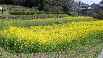 7分咲きの菜の花の写真