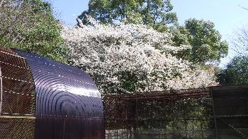 小動物園の桜の写真