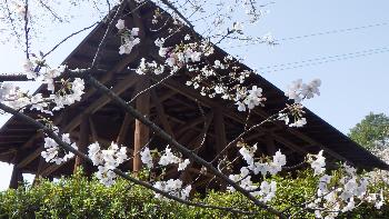 桜の枝とイベント広場の東屋