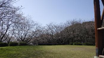 まだ花をつけていない桜に囲まれたイベント広場の写真
