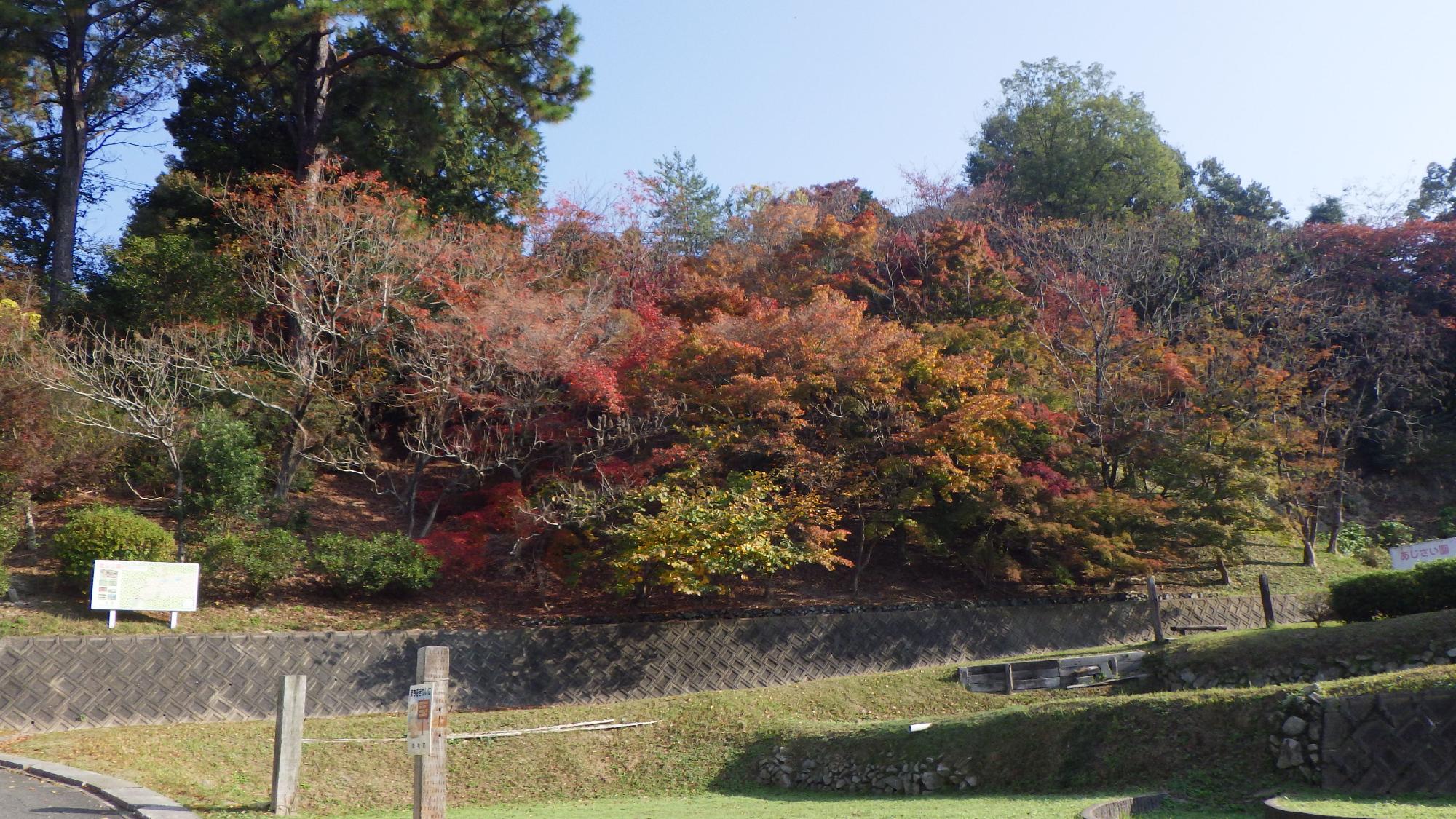 あじさい園251114