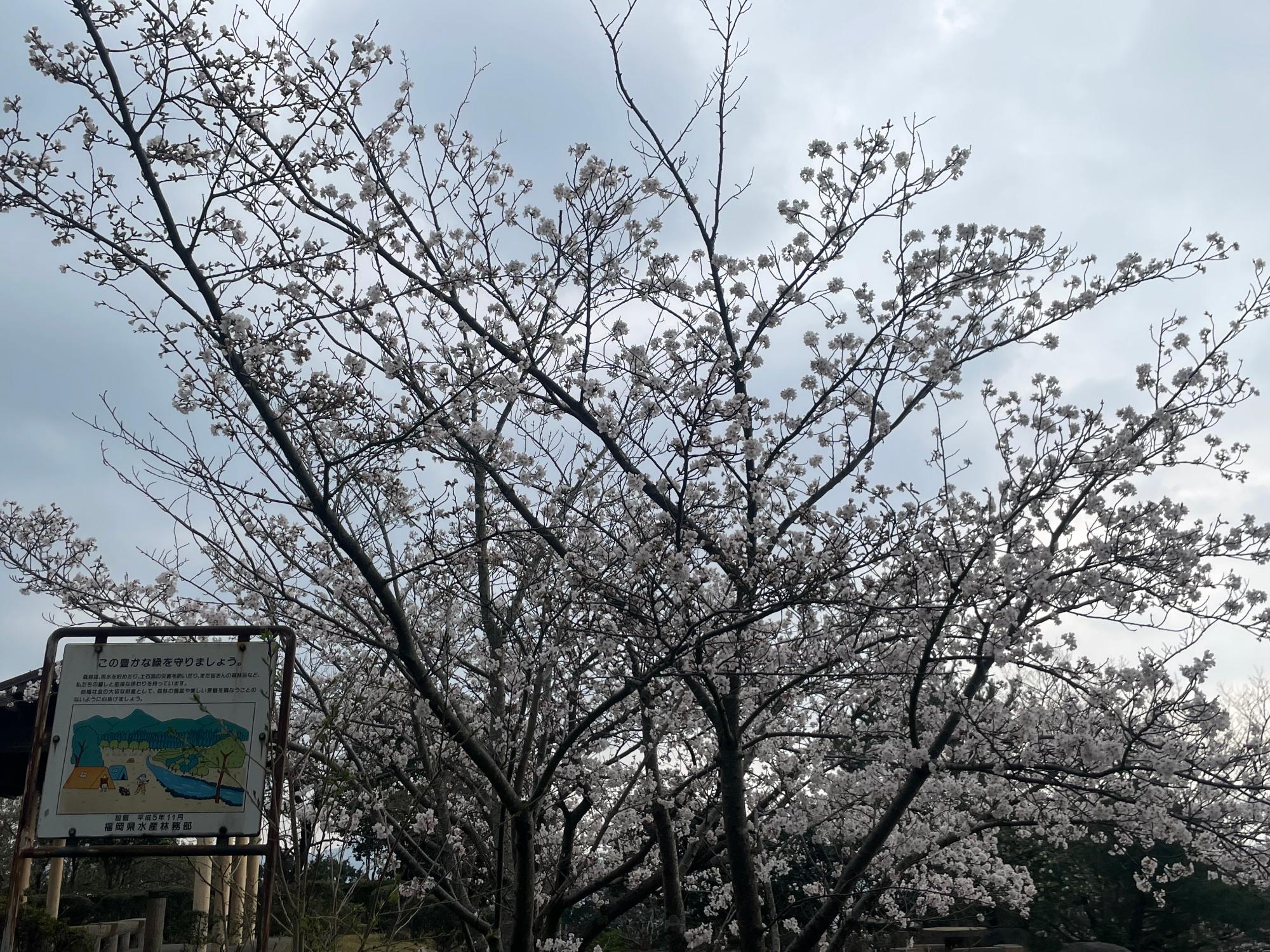 芝生広場2