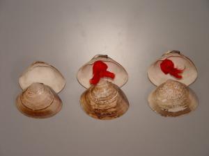 ハマグリの二枚貝が3ケ並べられ、右と真ん中の貝に赤い紐のような物が入っている殻目薬3個の正明膏のレプリカの写真