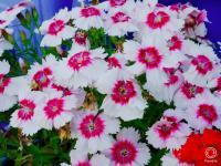 白色に中央が濃いピンク色のセキチクの花の写真