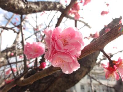 杏子の花